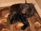 14 days old puppies from Gangster-Dandias de La Villa Valiano & Kalina Betelges