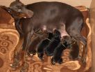 17 days  old puppies from Toscano del Diamante Nero - Zora Betelges