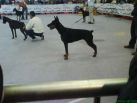 PANDORA FOR MOTXOGAN BETELGES AT AGE 9 MONTHS ON SHOW IN ZARAGOSA, SPAIN