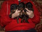 black females from Zeus & Jenifer at age 11 days