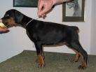 Agata Betelges 43 days old sold in Serbia