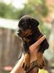 40 DAYS OLD