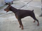 RUSKIN BETELGES AT AGE 8 MONTHS