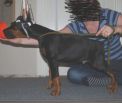 TROTTER BETELGES  11 weeks old on photo