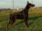 XANADU BETELGES 6 MONTHS OLD IN AUSTRIA