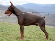 Dubai Dalli Betelges